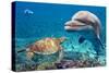 Dolphin and Turtle Underwater on Reef Background Looking at You-Andrea Izzotti-Stretched Canvas