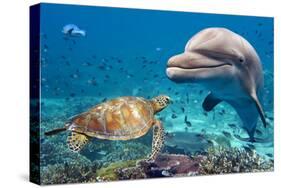 Dolphin and Turtle Underwater on Reef Background Looking at You-Andrea Izzotti-Stretched Canvas