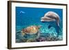 Dolphin and Turtle Underwater on Reef Background Looking at You-Andrea Izzotti-Framed Photographic Print