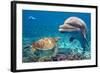 Dolphin and Turtle Underwater on Reef Background Looking at You-Andrea Izzotti-Framed Photographic Print