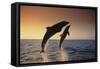 Dolphin Breaching the Oceans Surface-DLILLC-Framed Stretched Canvas