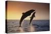 Dolphin Breaching the Oceans Surface-DLILLC-Stretched Canvas