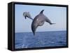 Dolphin Breaching the Oceans Surface-DLILLC-Framed Stretched Canvas