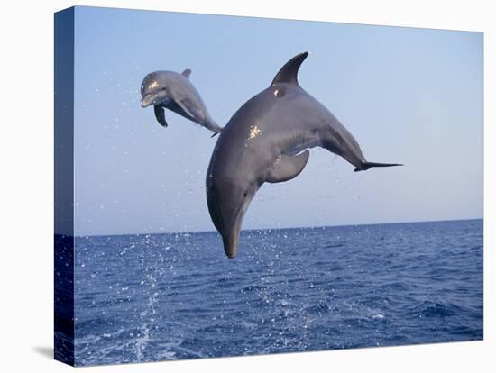 Dolphin Breaching the Oceans Surface-DLILLC-Stretched Canvas