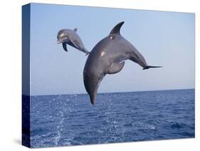 Dolphin Breaching the Oceans Surface-DLILLC-Stretched Canvas