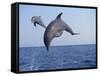 Dolphin Breaching the Oceans Surface-DLILLC-Framed Stretched Canvas