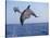 Dolphin Breaching the Oceans Surface-DLILLC-Stretched Canvas