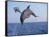 Dolphin Breaching the Oceans Surface-DLILLC-Framed Stretched Canvas