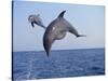 Dolphin Breaching the Oceans Surface-DLILLC-Stretched Canvas