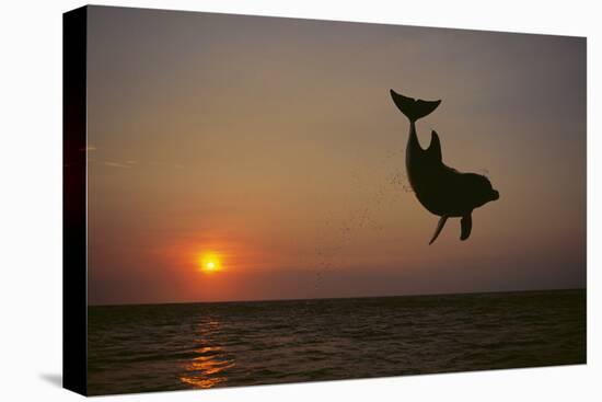 Dolphin Breaching the Oceans Surface-DLILLC-Stretched Canvas