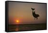 Dolphin Breaching the Oceans Surface-DLILLC-Framed Stretched Canvas