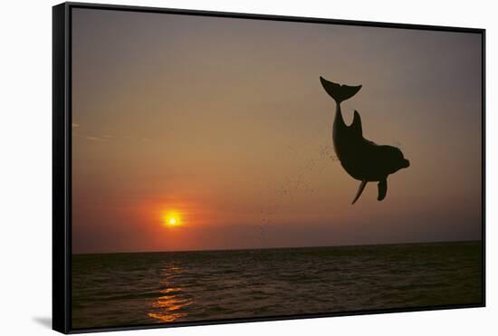 Dolphin Breaching the Oceans Surface-DLILLC-Framed Stretched Canvas