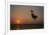 Dolphin Breaching the Oceans Surface-DLILLC-Framed Photographic Print