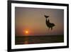 Dolphin Breaching the Oceans Surface-DLILLC-Framed Photographic Print