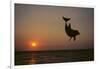 Dolphin Breaching the Oceans Surface-DLILLC-Framed Photographic Print