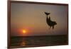 Dolphin Breaching the Oceans Surface-DLILLC-Framed Photographic Print