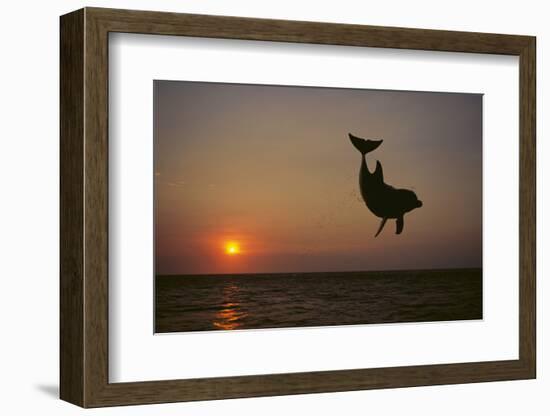 Dolphin Breaching the Oceans Surface-DLILLC-Framed Photographic Print