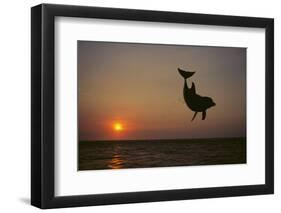 Dolphin Breaching the Oceans Surface-DLILLC-Framed Photographic Print