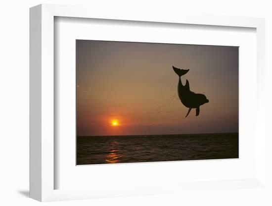 Dolphin Breaching the Oceans Surface-DLILLC-Framed Photographic Print