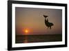 Dolphin Breaching the Oceans Surface-DLILLC-Framed Photographic Print