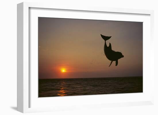 Dolphin Breaching the Oceans Surface-DLILLC-Framed Photographic Print