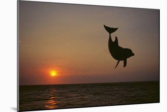 Dolphin Breaching the Oceans Surface-DLILLC-Mounted Photographic Print