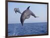 Dolphin Breaching the Oceans Surface-DLILLC-Framed Photographic Print