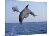 Dolphin Breaching the Oceans Surface-DLILLC-Mounted Photographic Print