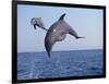 Dolphin Breaching the Oceans Surface-DLILLC-Framed Photographic Print