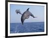 Dolphin Breaching the Oceans Surface-DLILLC-Framed Photographic Print