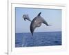 Dolphin Breaching the Oceans Surface-DLILLC-Framed Photographic Print