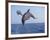 Dolphin Breaching the Oceans Surface-DLILLC-Framed Photographic Print