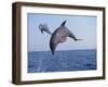 Dolphin Breaching the Oceans Surface-DLILLC-Framed Photographic Print