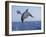 Dolphin Breaching the Oceans Surface-DLILLC-Framed Photographic Print