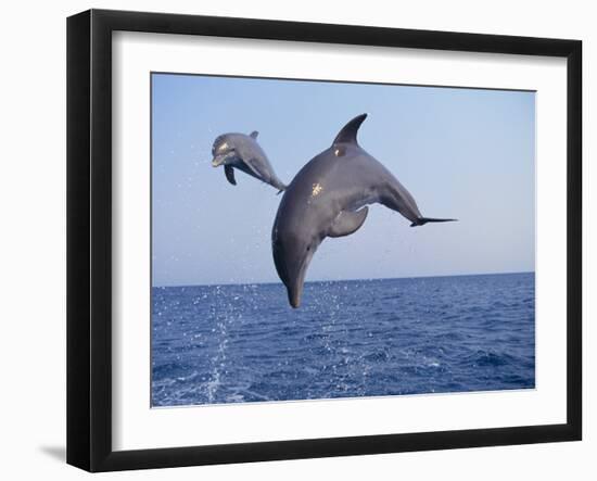 Dolphin Breaching the Oceans Surface-DLILLC-Framed Photographic Print