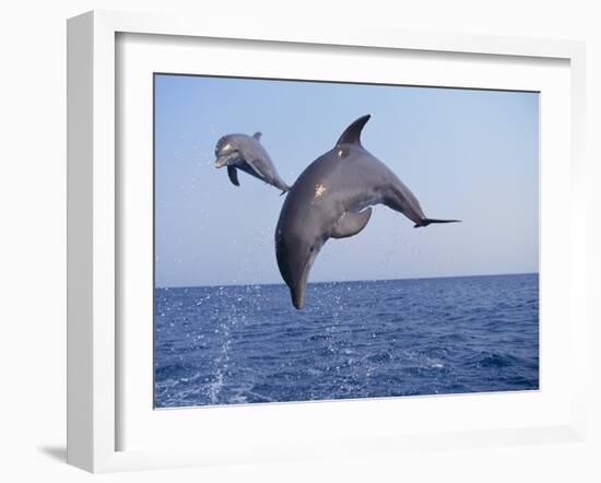 Dolphin Breaching the Oceans Surface-DLILLC-Framed Photographic Print