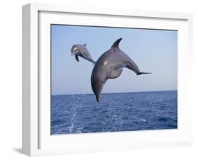 Dolphin Breaching the Oceans Surface-DLILLC-Framed Photographic Print