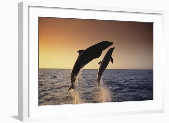 Dolphin Breaching the Oceans Surface-DLILLC-Framed Photographic Print