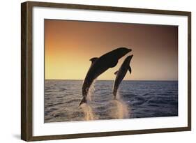 Dolphin Breaching the Oceans Surface-DLILLC-Framed Photographic Print