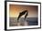 Dolphin Breaching the Oceans Surface-DLILLC-Framed Photographic Print