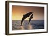 Dolphin Breaching the Oceans Surface-DLILLC-Framed Photographic Print