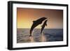 Dolphin Breaching the Oceans Surface-DLILLC-Framed Photographic Print