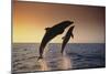 Dolphin Breaching the Oceans Surface-DLILLC-Mounted Photographic Print