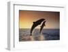 Dolphin Breaching the Oceans Surface-DLILLC-Framed Photographic Print