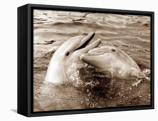 Dolphin Friendship-null-Framed Stretched Canvas