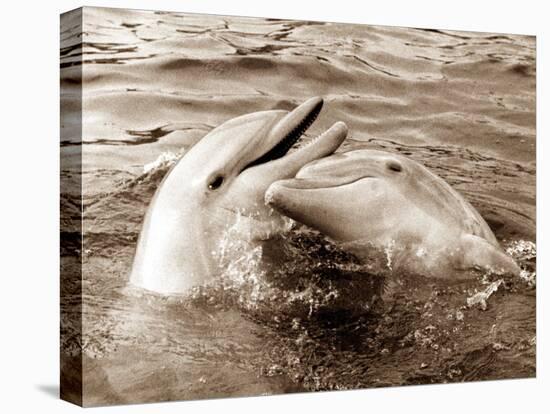 Dolphin Friendship-null-Stretched Canvas