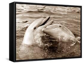 Dolphin Friendship-null-Framed Stretched Canvas