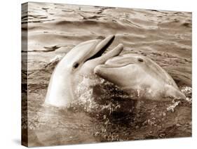 Dolphin Friendship-null-Stretched Canvas