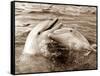 Dolphin Friendship-null-Framed Stretched Canvas