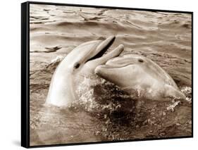 Dolphin Friendship-null-Framed Stretched Canvas